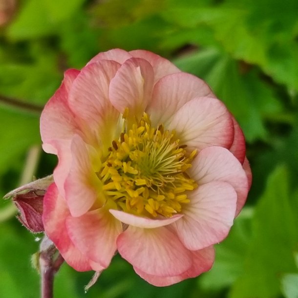 Geum 'Salmon Delight'. <br/>Nellikerod