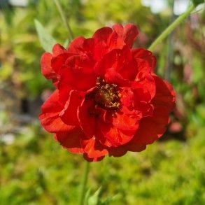 Geum 'Samba Sunset'. <br/>Nellikerod