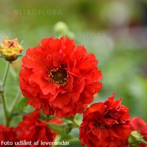Geum 'Samba Sunset'. <br/>Nellikerod