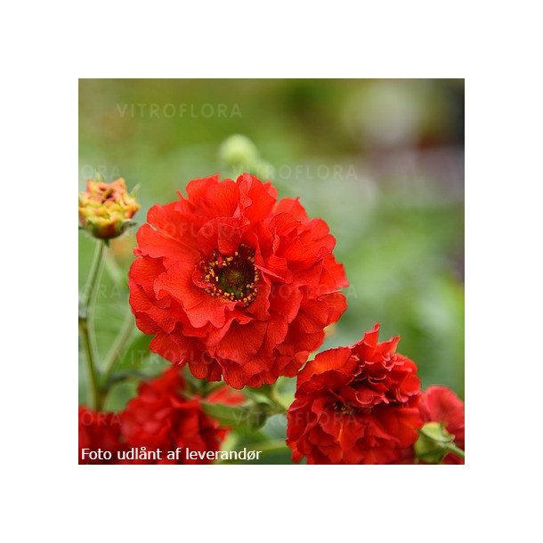 Geum 'Samba Sunset'. <br/>Nellikerod