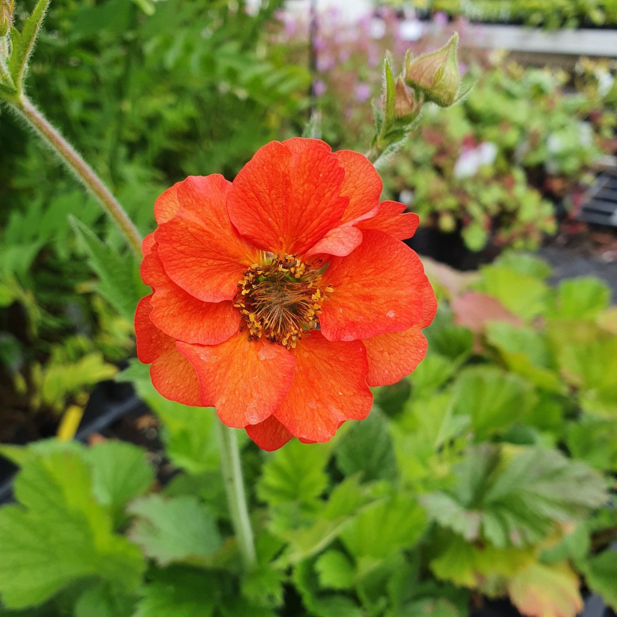 Geum Tempest Scarlet Nellikerod Stauder G Staudestedet