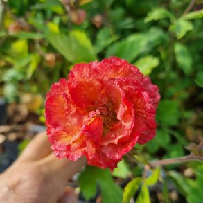 Geum 'Smokey Peach'. <br/>Nellikerod