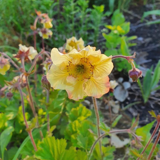 Geum 'Tales of Hex'. <br/>Nellikerod