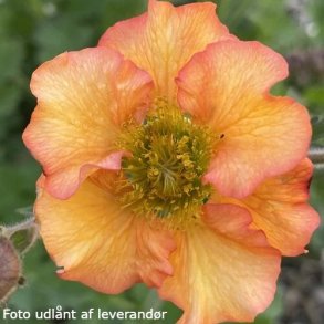Geum 'Foxy Tempest'. <br/>Nellikerod