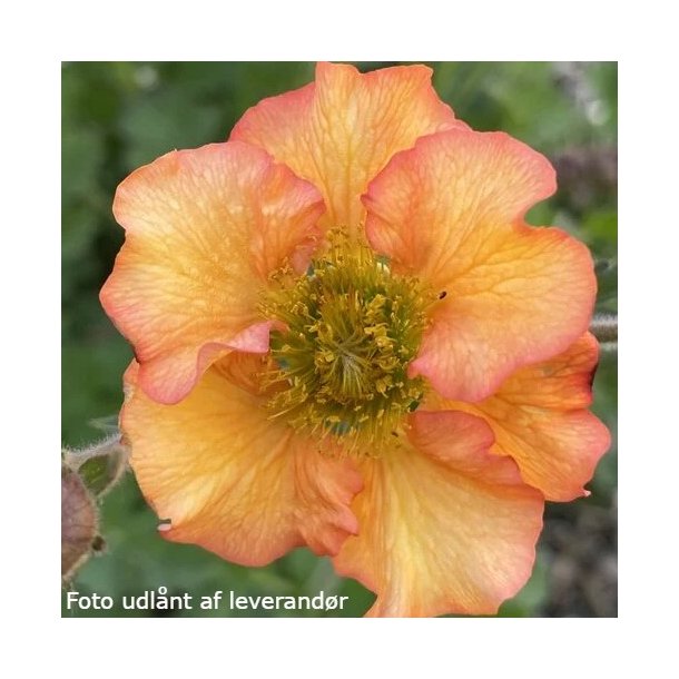 Geum 'Foxy Tempest'. <br/>Nellikerod