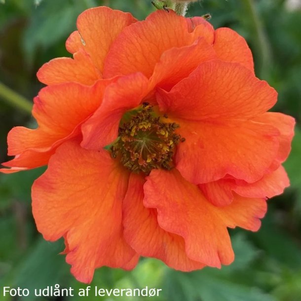 Geum 'Tropical Tempest'. <br/>Nellikerod