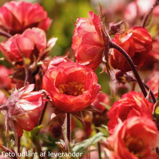 Geum 'Tempo Coral'. <br/>Nellikerod