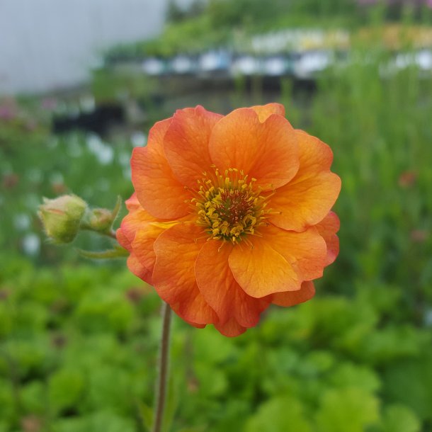 Geum 'Totally Tangerine'. <br/>Nellikerod