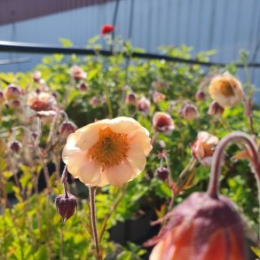 Geum 'Two Tone Pearl'. <br/>Nellikerod