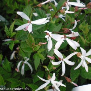 Gillenia trifoliata. <br/>Sommerfugleblomst