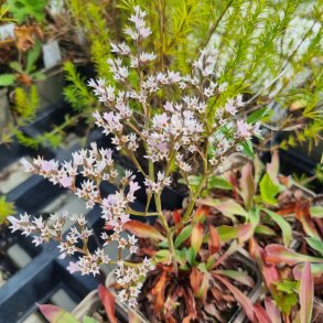 Goniolimon tataricum.<br/>Hindeb�ger
