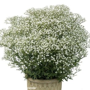 Gypsophila paniculata 'White Festival'. <br/>Brudesl�r