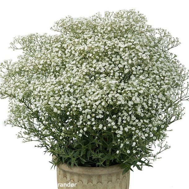 Gypsophila paniculata 'White Festival'. <br/>Brudeslr