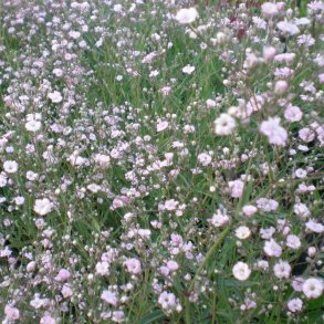 Gypsophila 'Pink Festival'. <br/>Brudesl�r