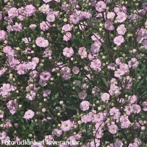 Gypsophila 'Rosenschleier'. <br/>Brudesl�r