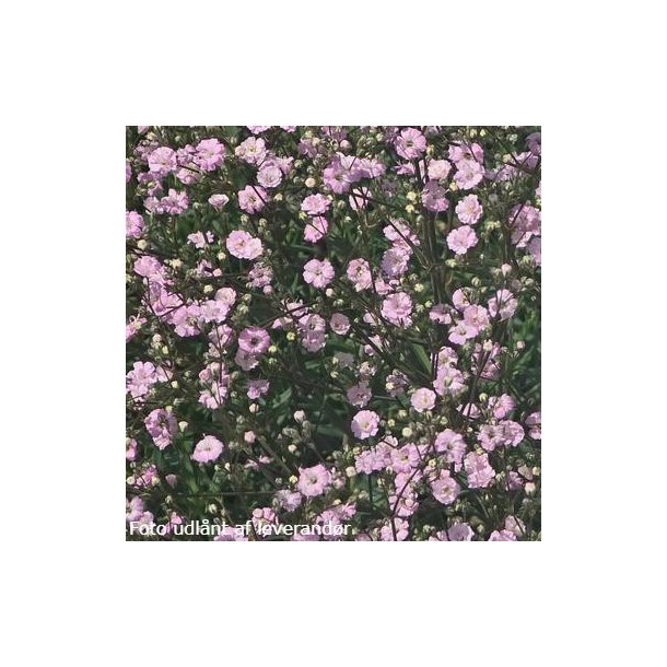 Gypsophila 'Rosenschleier'. <br/>Brudesl�r