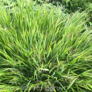 Hakonechloa macra. <br/>Japansk skovgr�s