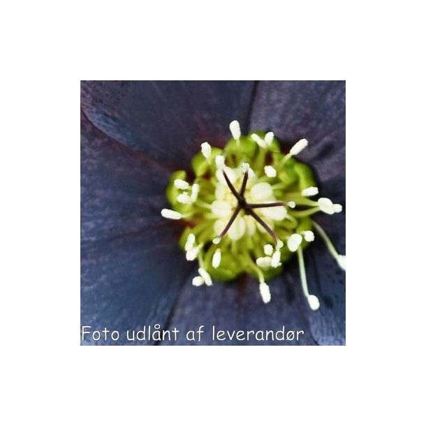 Helleborus x hybridus 'Blue Metallic Lady'. <br/> Julerose / pskeklokke