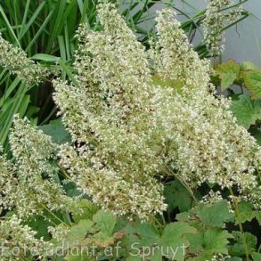 Heuchera villosa 'Chantilly'.<br/>Alunrod