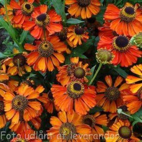 Helenium 'Kupferzwerg'. <br/>Solbrud