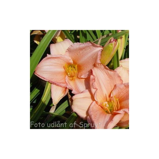 Hemerocallis 'On and On'. <br/>Daglilje