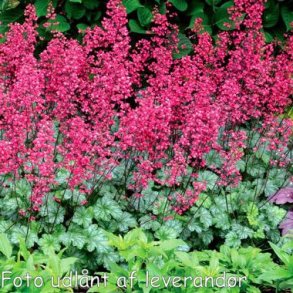 Heuchera 'Paris'. <br/>Alunrod