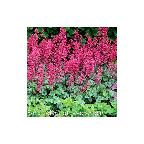 Heuchera 'Paris'. <br/>Alunrod