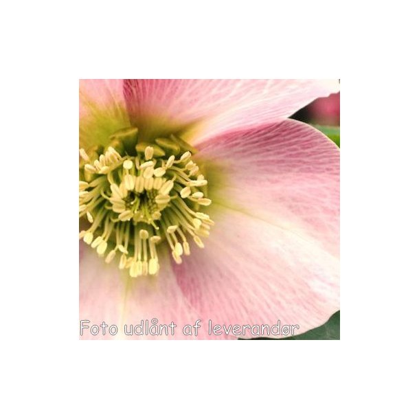 Helleborus orientalis 'Pink'. <br/> Julerose / pskeklokke