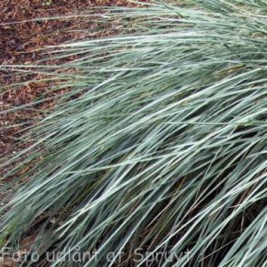 Helictotrichon sempervirens. <br/>Alpeenghavre