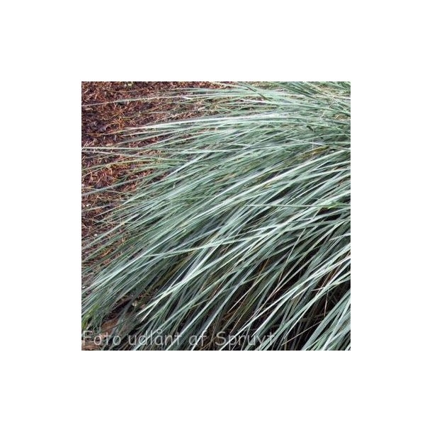 Helictotrichon sempervirens. <br/>Alpeenghavre