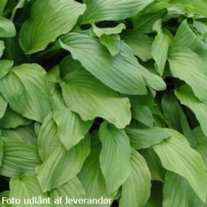 Hosta 'Honeybells'. <br/>Hosta