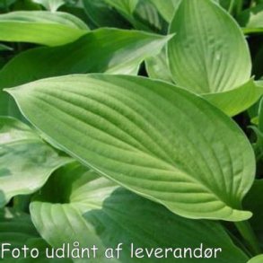 Hosta 'Hyacinthia Variegata'. <br/>Hosta
