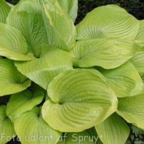 Hosta 'Sum and Substance'. <br/>Hosta