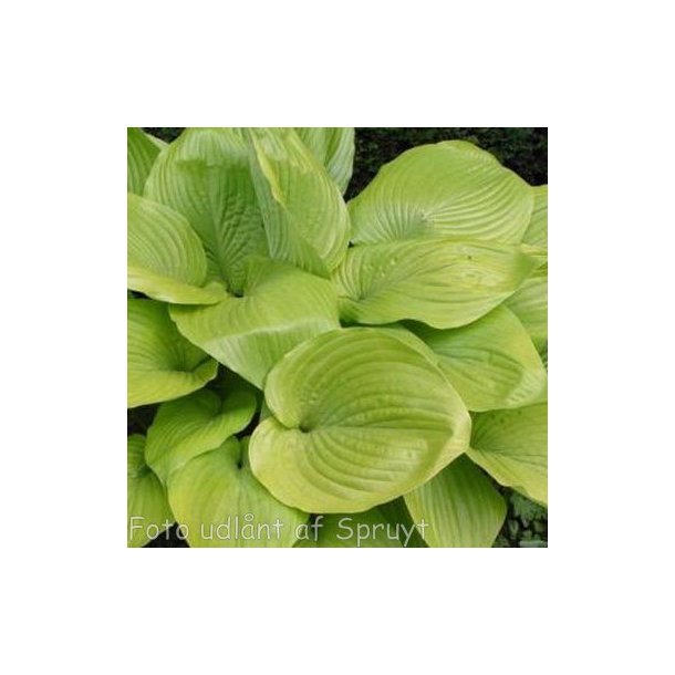 Hosta 'Sum and Substance'. <br/>Hosta