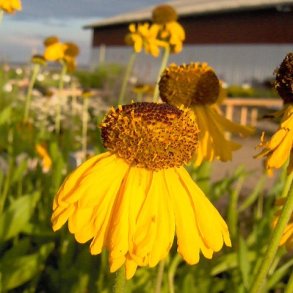 Helenium 'The Bishop'. <br/>Solbrud