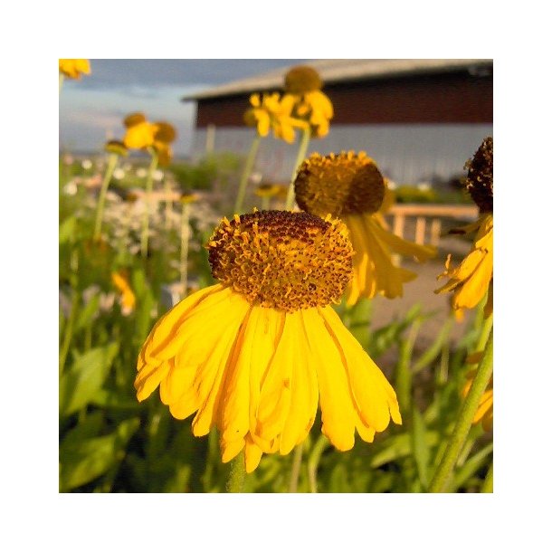 Helenium bigelovii 'The Bishop'. <br/>Solbrud