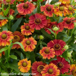 Helenium 'Strawberry Sundae'. <br/>Solbrud