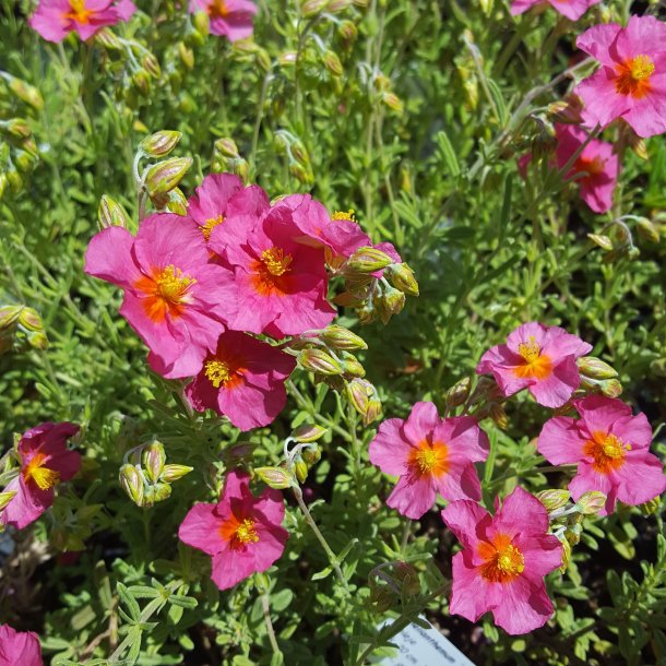Helianthemum 'Ben Hope'. <br/>Sol�je