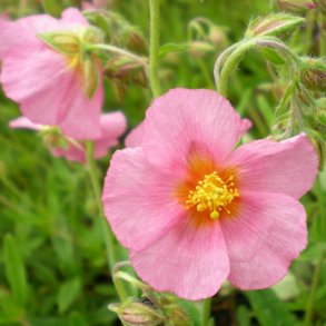 Helianthemum 'Lawrensons Pink'. <br/>Sol�je
