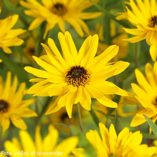 Helianthus atrorubens. <br/>Staudesolsikke