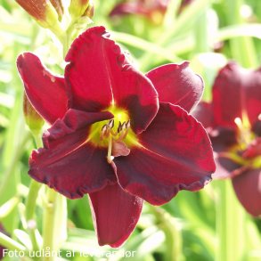 Hemerocallis 'Ed Murray'. <br/>Daglilje