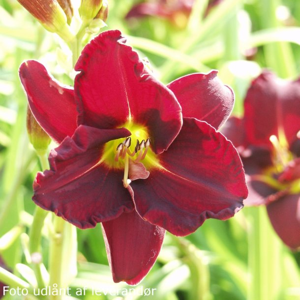 Hemerocallis 'Ed Murray'. <br/>Daglilje