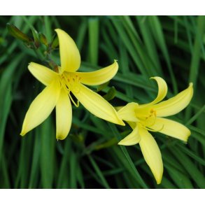 Hemerocallis thunbergii. <br/>Daglilje