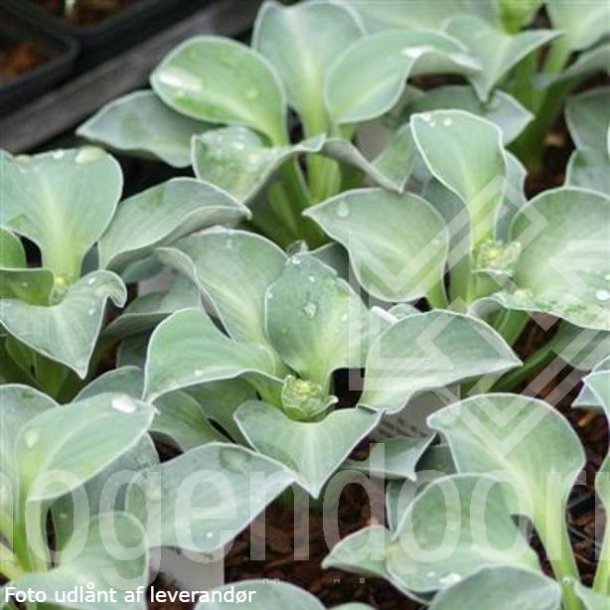 Hosta 'Blue Mouse Ears'. <br/>Hosta