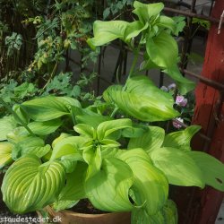Hosta 'Guacamole'. <br/>Hosta