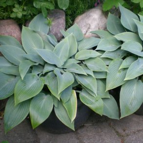 Hosta tardiana 'Halcyon'. <br/>Hosta