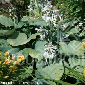 Hosta sieboldiana var. elegans 'Elegans'.<br/> Hosta
