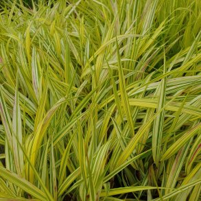 Hakonechloa macra 'Aureola'. <br/>Japansk skovgr�s