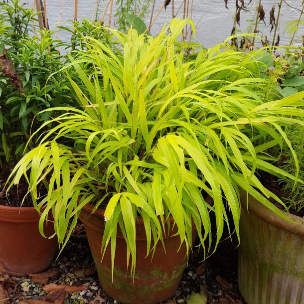 Hakonechloa macra 'All Gold'. <br/>Japansk skovgrs