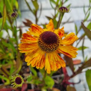 Helenium 'Carmen'. <br/>Solbrud